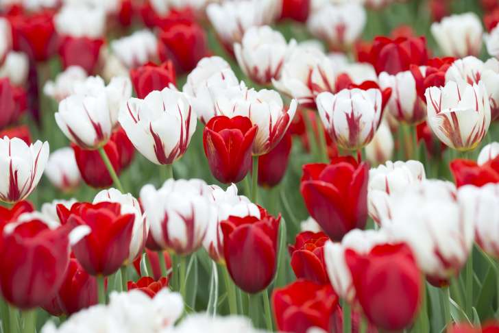 A field of red and white tulips 